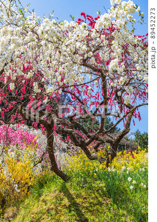 上中のしだれ桃、山あいの桃源郷〈愛知県豊田市〉 上中のしだれ桃、山あいの桃源郷〈愛知県豊田市〉 89452273