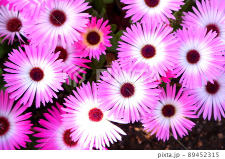 リビングストンデージー（ピンク×白） 89452315