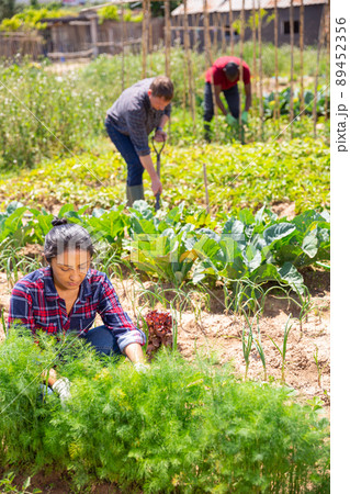 Mexican woman gardener working with greens in garden 89452356