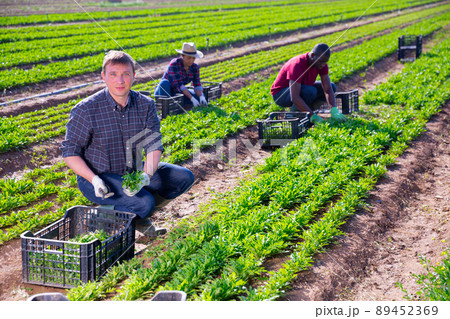 Male gardener harvests green arugula on plantation 89452369