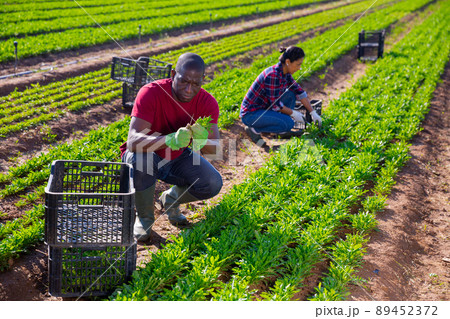 Aframerican workman cutting green arugula on farm field Aframerican workman cutting green arugula on farm field 89452372