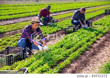 Latino woman cuts fresh arugula and puts in a crate Latino woman cuts fresh arugula and puts in a crate 89452373