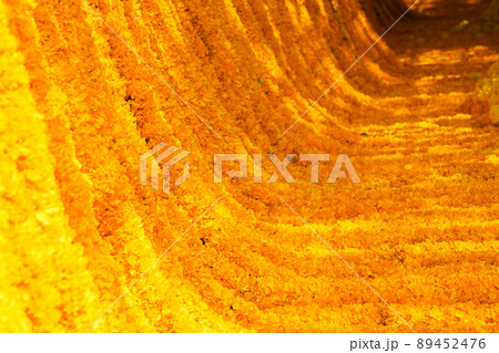 Marigold arrangement to flower steering and mobile to decorate event / festival for photo shooting or backdrop and background in Flower Market, Thailand. 89452476