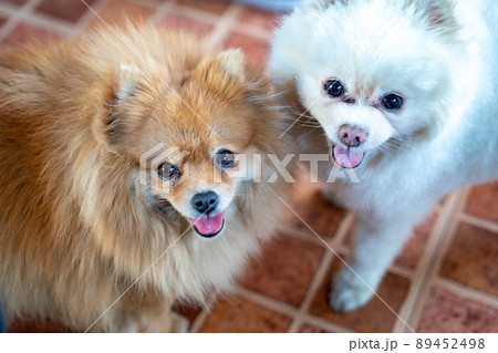 two Pomeranians white and brown colour are staring into camera lens with the same posture and action. two Pomeranians white and brown colour are staring into camera lens with the same posture and action. 89452498