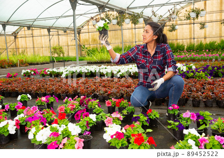 Skilled Latina florist examining potted petunia Skilled Latina florist examining potted petunia 89452522