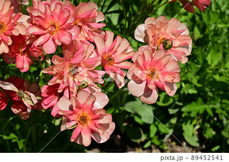 ラナンキュラス・ラックス・キンポウゲ科 ラナンキュラス・ラックス・キンポウゲ科 89452541