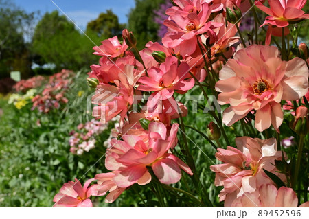 ラナンキュラス・ラックス・キンポウゲ科 ラナンキュラス・ラックス・キンポウゲ科 89452596