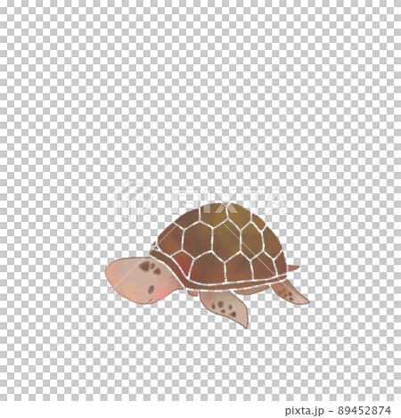 一隻烏龜 89452874