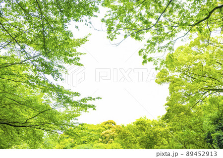 新緑のフレーム 89452913