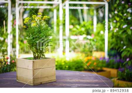 pink, yellow, purple, cream flower in the garden with sunlight effect for background. 89452938