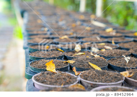 soil in arragned flowerpot soil in arragned flowerpot 89452964