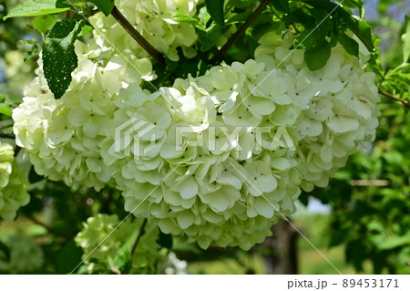 ガマズミ・ステリーレ（スイカズラ科）の大輪の花 89453171