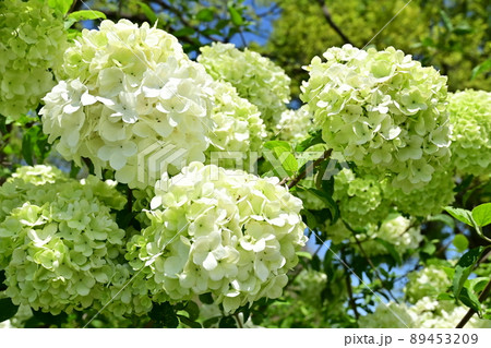 ガマズミ・ステリーレ（スイカズラ科）の大輪の花 89453209