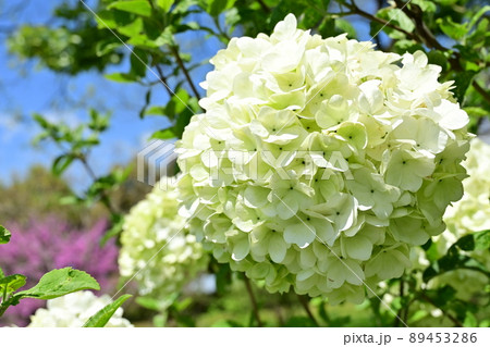 ガマズミ・ステリーレ（スイカズラ科）の大輪の花 89453286