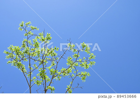 ヒトツバダコ（ナンジャモンジャ）の新緑の木 89453666