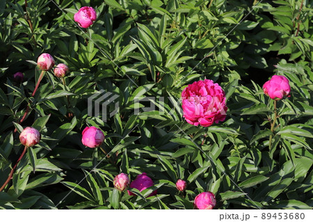 シャクヤク 89453680