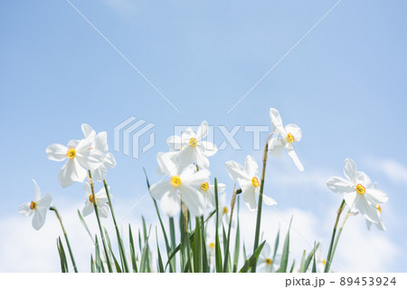 White Narcissus flowers in garden White Narcissus flowers in garden 89453924