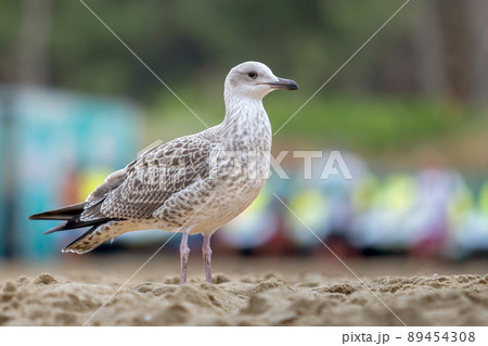 White and gray seagull bird on sand beach shore. 89454308