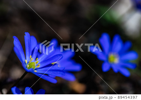 Anemone flowers in the forest meadow 89454397