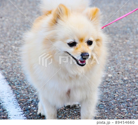 German Spitz breed dog German Spitz breed dog 89454660