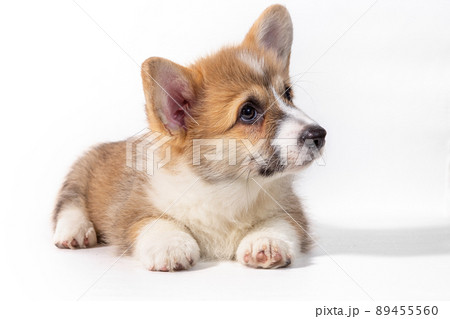 Pembroke Welsh Corgi puppy sitting in front. isolated on white background. Pembroke Welsh Corgi puppy sitting in front. isolated on white background. 89455560