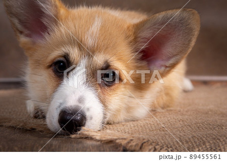 Charming puppy Welsh corgi Pembroke lies and looks at the camera Charming puppy Welsh corgi Pembroke lies and looks at the camera 89455561