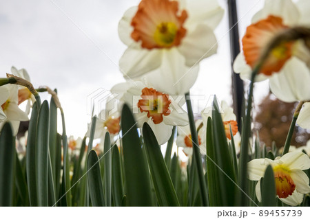 Narcissus Narcissus 89455739