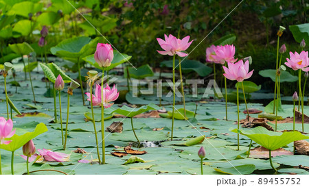 Lotus flowers of the Far East.  89455752
