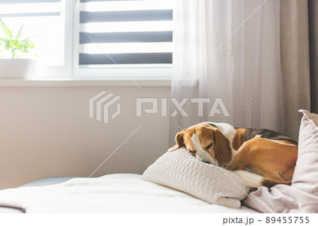 Adult male beagle dog sleeping on pillows. Shallow depth of field. 89455755