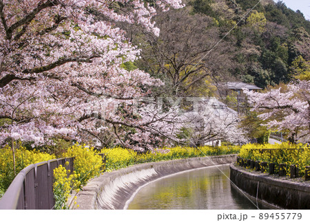 琵琶湖疎水と桜と菜の花 京都の桜名所 春の京都観光スポット 琵琶湖疎水と桜と菜の花 京都の桜名所 春の京都観光スポット 89455779