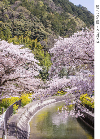 琵琶湖疎水と桜と菜の花 京都の桜名所 春の京都観光スポット 琵琶湖疎水と桜と菜の花 京都の桜名所 春の京都観光スポット 89455780