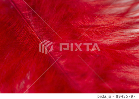 Fluff of red feather bird close up 89455797