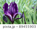 Light violet flowering irises on a blurred background  in the garden in spring. Colorful plants. 89455903
