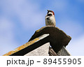 The sparrow sits on the roof. The sparrow looks up to the sky. Sparrow against the blue sky. 89455905