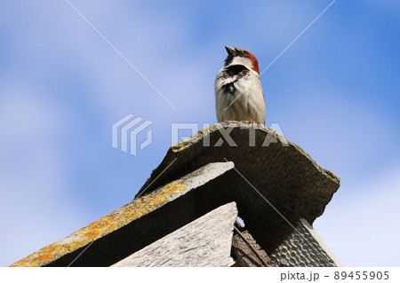 The sparrow sits on the roof. The sparrow looks up to the sky. Sparrow against the blue sky. 89455905