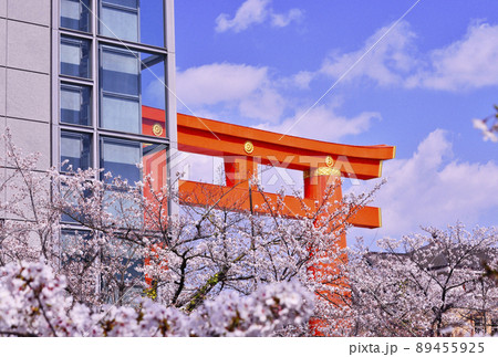 平安神宮の大鳥居と桜 京都の桜名所 春の京都観光スポット 左近の桜の写真素材