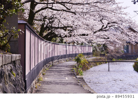 岡崎疏水と桜並木 京都の桜名所 春の京都観光スポット 岡崎疏水と桜並木 京都の桜名所 春の京都観光スポット 89455931
