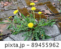 Spring flowers Dandelion. Yellow Dandelion grows on a stone garden path. Garden weed. 89455962