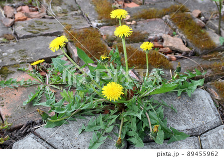 Spring flowers Dandelion. Yellow Dandelion grows on a stone garden path. Garden weed. 89455962