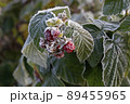 Raspberry berries are covered with hoarfrost. Remontant raspberries in the frost. 89455965