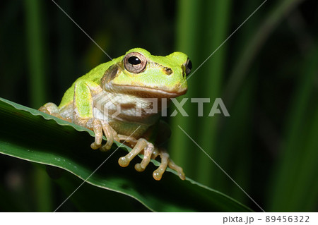 ニホンアマガエル 89456322