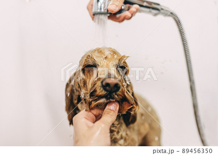 The dog is delighted. Caring for family friends. 89456350