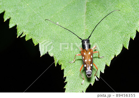 シラホシカミキリ 89456355