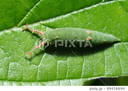 アカボシゴマダラの幼虫 アカボシゴマダラの幼虫 89456694