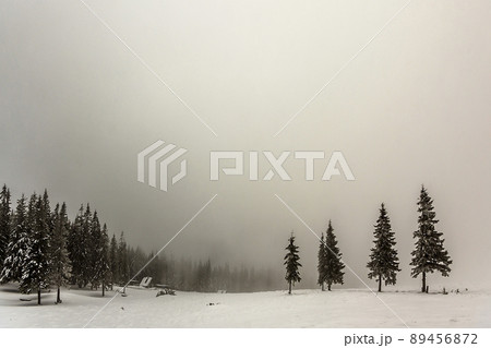 Winter foggy landscape with snow covered pine trees 89456872