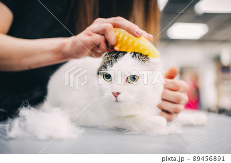 Combing a cat. 89456891