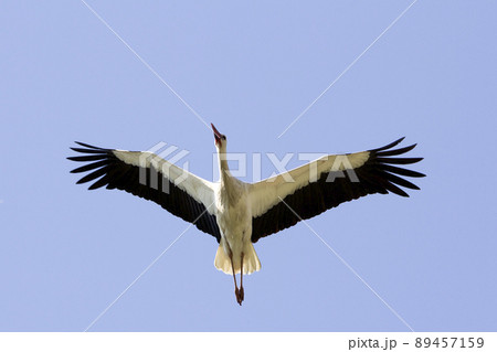 Elegant beautiful white stork bird with spread wings, black tail and long legs flying high in the clear bright blue cloudless sky. Beauty of nature, environmental problems and wildlife protection. 89457159