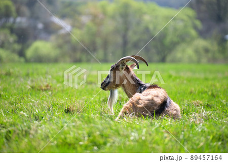 Domestic milk goat with long beard and horns resting on green pasture grass on summer day. Feeding of cattle on farm grassland Domestic milk goat with long beard and horns resting on green pasture grass on summer day. Feeding of cattle on farm grassland 89457164