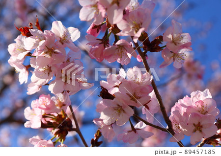 青空と桜 青空と桜 89457185