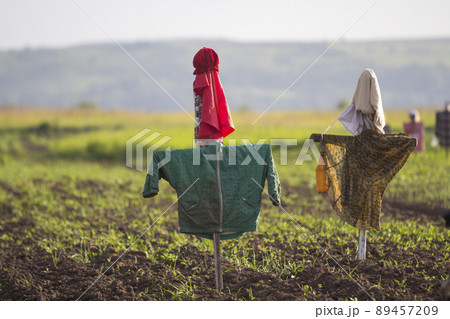 Close-up of two funny scarecrows guarding from birds tender green sprouts in plowed field on blurred bright sunny rural background. Farming, agriculture and traditional harvest protection concept. Close-up of two funny scarecrows guarding from birds tender green sprouts in plowed field on blurred bright sunny rural background. Farming, agriculture and traditional harvest protection concept. 89457209